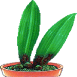 Plejona