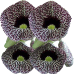 Podraščec