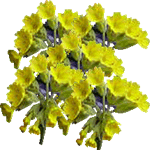 Pomladanski jeglič