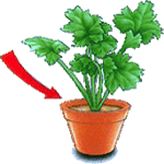 Primula praenitens