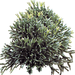 Rhipsalis baccifera