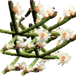 Rhipsalis baccifera
