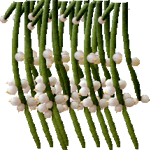 Rhipsalis baccifera