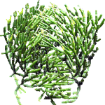 Rhipsalis baccifera