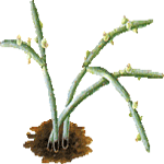 Rhipsalis baccifera