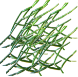 Rhipsalis baccifera