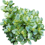Rojenica