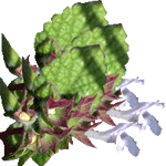 Rojenica