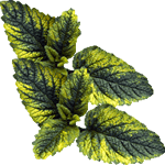 Rojenica