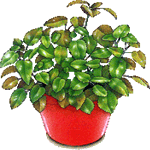 Rojenica