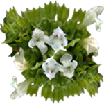 Rojenica