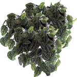 Scindaps
