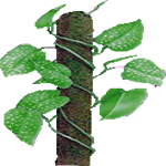 Scindaps