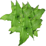 Skrivalka