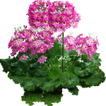 Slezenasta primula