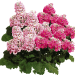 Slezenasta primula