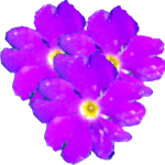 Slezenasta primula
