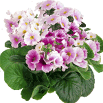 Sobna primula