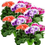 Sobna primula