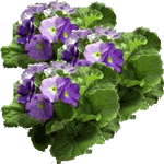 Sobna primula