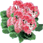 Sobna primula