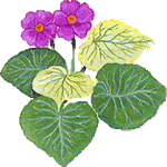 Sobna primula