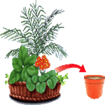 Sobna primula