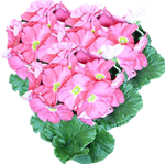 Sobna primula