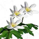 Spomladanska vetrnica