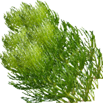 Trdi rogolist