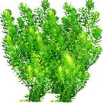 Trdi rogolist