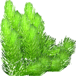 Trdi rogolist