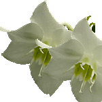 Urceolina