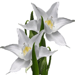 Urceolina