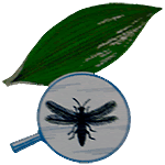 Urceolina