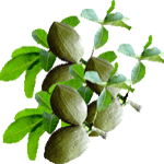 Vodna pahira