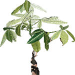 Vodna pahira