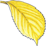 Vzpenjava hortenzija