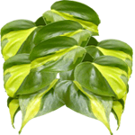 Vzpenjavi filodendron