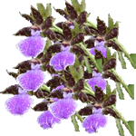 Zigopetalum