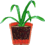 Zigopetalum