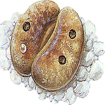 Živi kamenčki