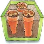 Živi kamenčki